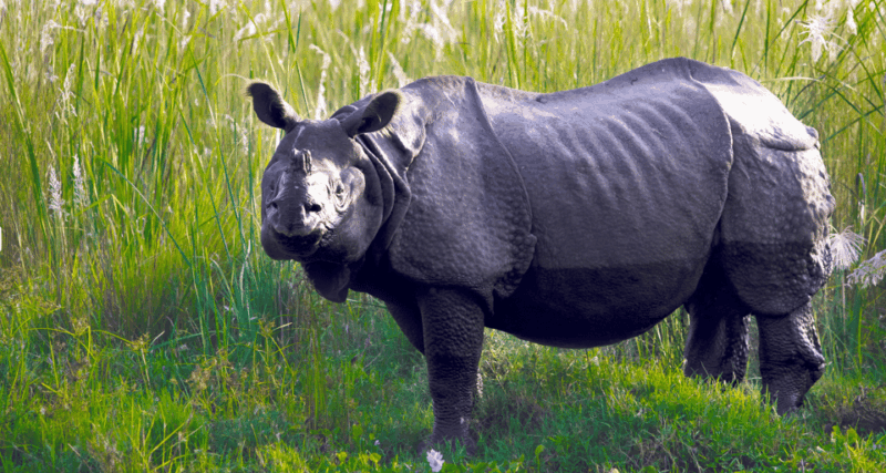chitwan-jungle-safari-all-inclusive-3-days-chitwan-tour