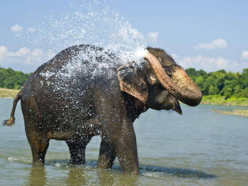 chitwan-jungle-safari-tour-with-canoe-ride-in-forest-river