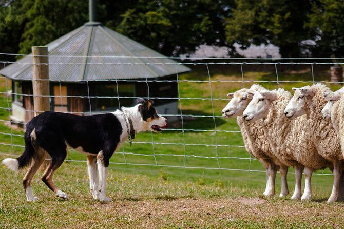 Christchurch Sheep Farm Visit - The Sum Up