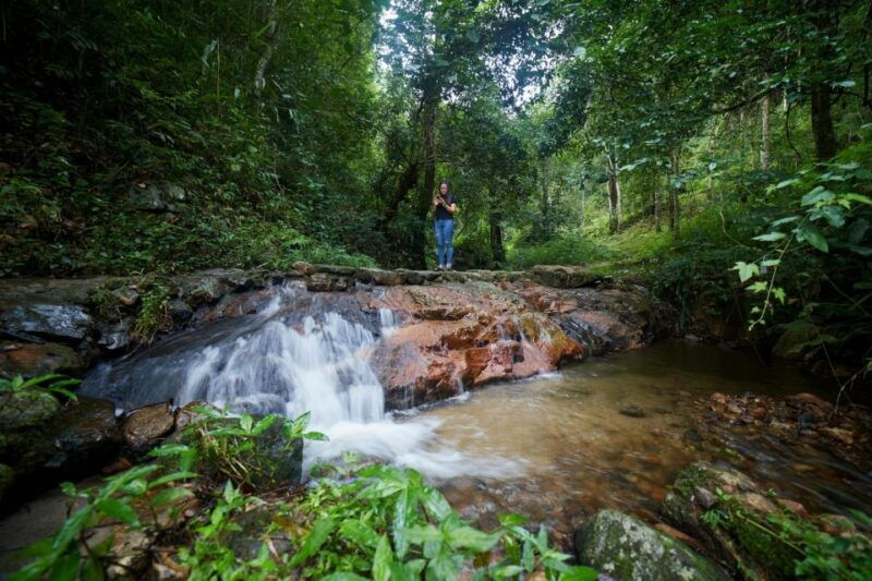 cnx-trekking-villager-living-in-forest-tea-coffee-farm