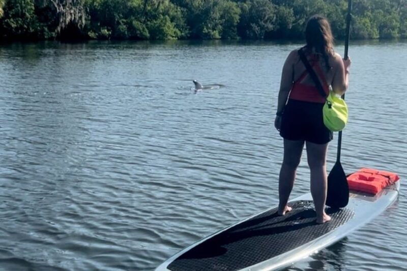 cocoa-beach-dolphin-and-manatee-kayak-or-paddle-tour