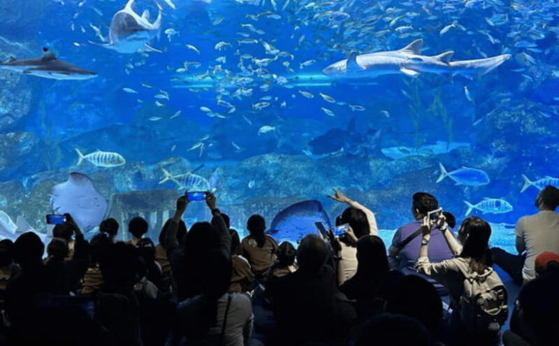 coex-aquarium-entry-ticket