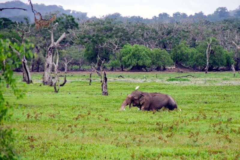 colombo-6-day-private-trip-culture-nature-wildlife-beach