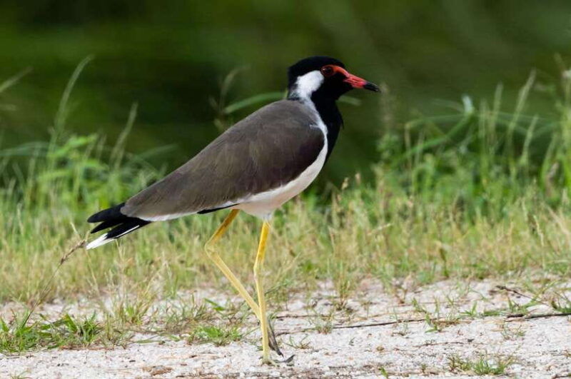 colombo-bird-watching-around-colombo-guided-tour-06-hours