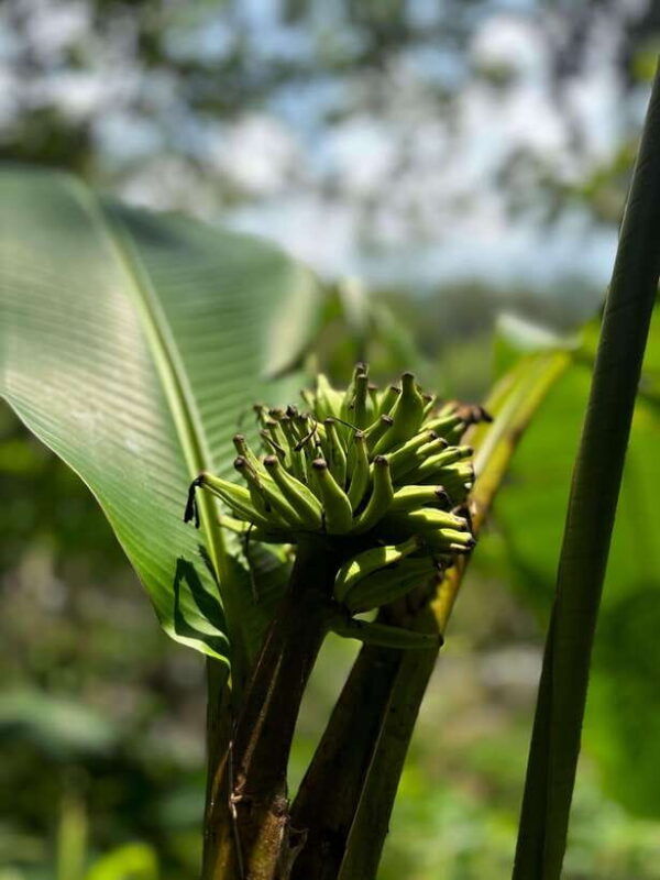 colombo-cmb-sinharaja-rainforest-day-trip-with-lunch