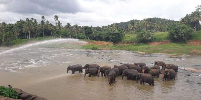 colombo-negombo-kandy-and-pinnawala-orphange-day-tour