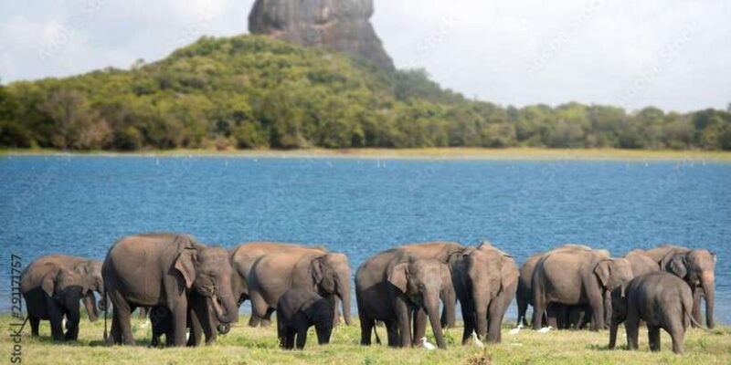 colombo-negombo-sigiriya-dambulla-cave-safari-day-tour