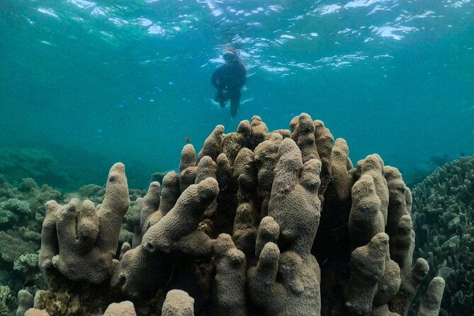 Coral By Kayak - Ningaloo Reef Half Day Kayak & Snorkel Tour - Snorkeling in the Sanctuary Zone