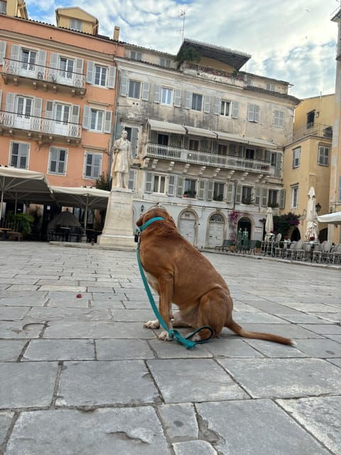 corfu-dog-sightseeing-tour