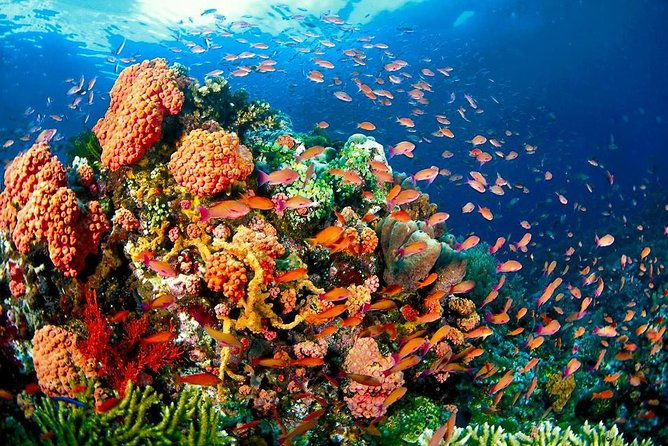 Coron Island Tour A (Shared Tour) - Practical Details and Tips