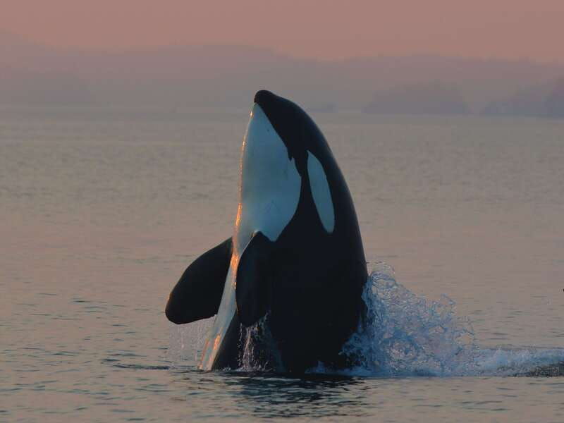 cowichan-bay-half-day-whale-wildlife-adventure