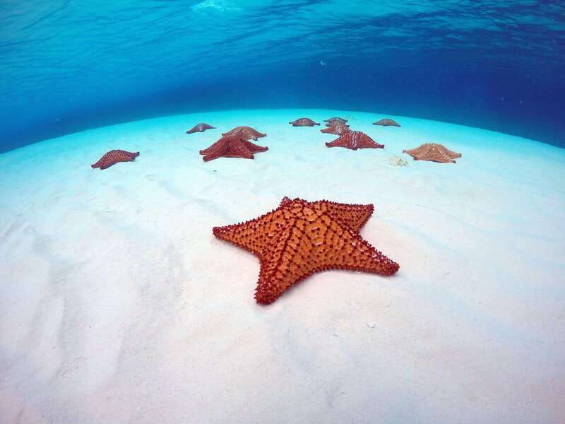 cozumel-transparent-bottom-boat-tour-and-snorkeling-activity