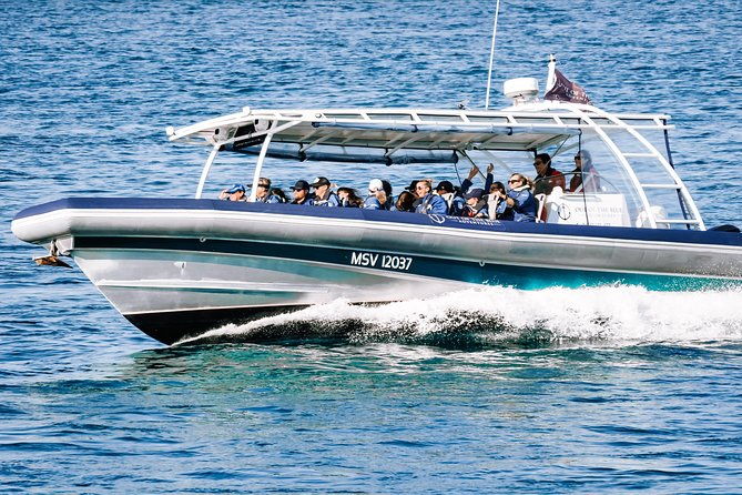 Cruise with Dolphins in Byron Bay - Who Should Consider This Cruise?