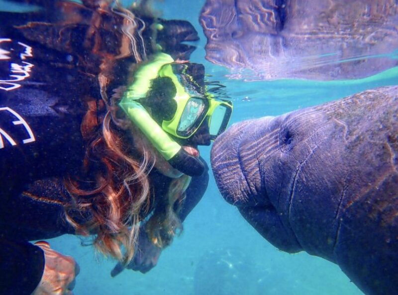 crystal-river-manatee-swim-group-tour