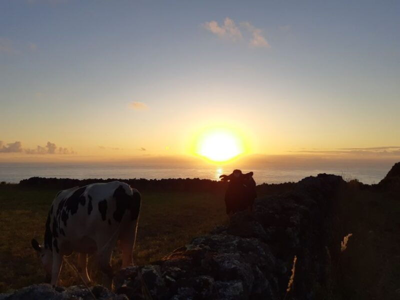 dairy-farm-visit-and-cow-milking-experience-in-azores