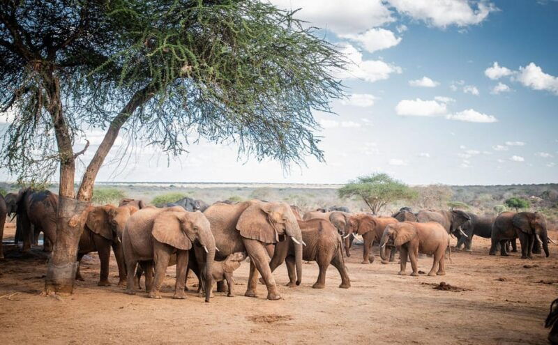 day-tour-david-sheldrick-elephant-trust-giraffe-center
