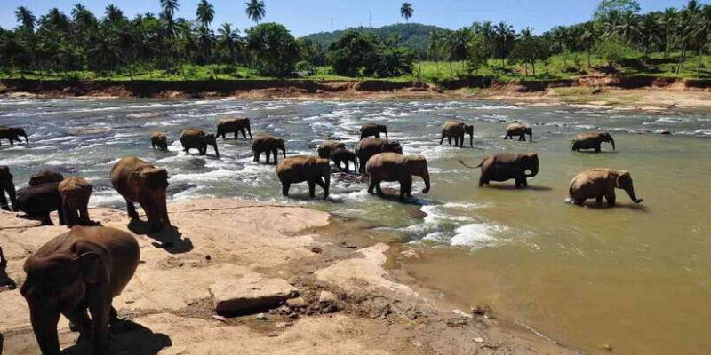 day-tour-to-elephant-orphanage-spice-garden