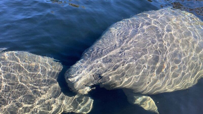daytona-beach-guided-kayaking-or-standup-paddling-tour