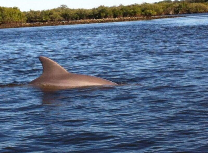 daytona-new-smyrna-beach-unforgettable-kayak-wildlife-tours