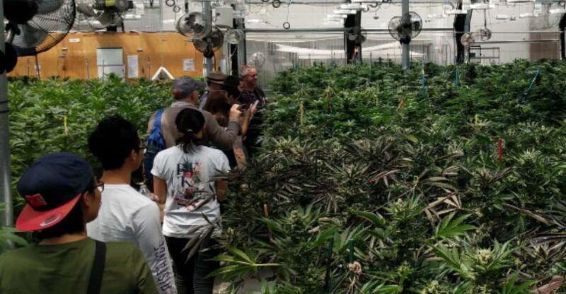 denver-buds-brews-cannabis-grow-tour-and-brewery-visit