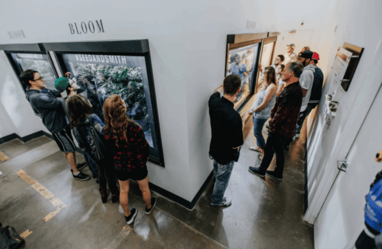 denver-buds-brews-cannabis-grow-tour-and-brewery-visit
