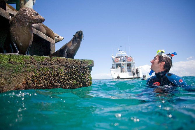 Dolphin and Seal snorkel adventure from Sorrento - What to Expect and Practical Tips