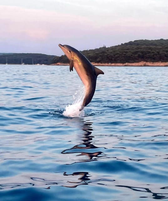 dolphin-private-sunset-tour-rovinj