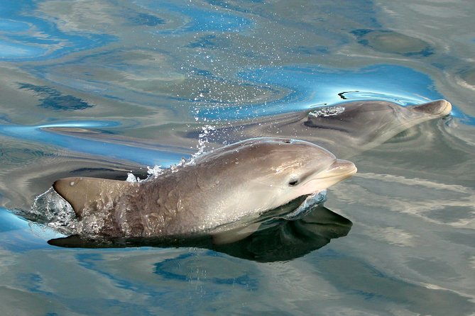 Dolphin Watch + Sailing - Port Stephens - Who Will Love This Tour?
