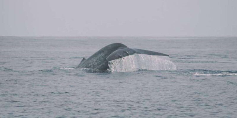 dolphin-whale-watching-east-coast