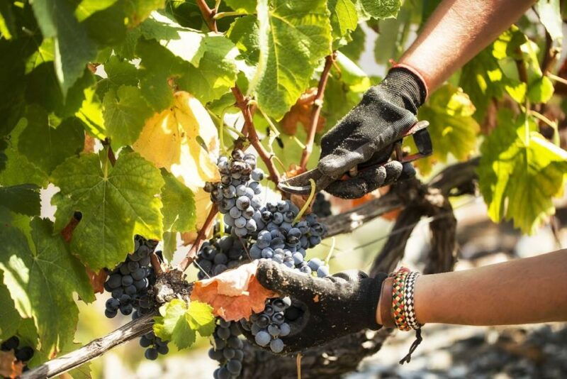 douro-valley-quinta-de-s-luiz-winery-tour-and-tasting