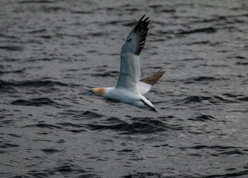 dublin-history-and-wildlife-boat-tour-with-live-commentary