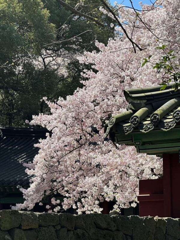 east-jeju-cherry-blossom-tangerine-picking-small-group-tour