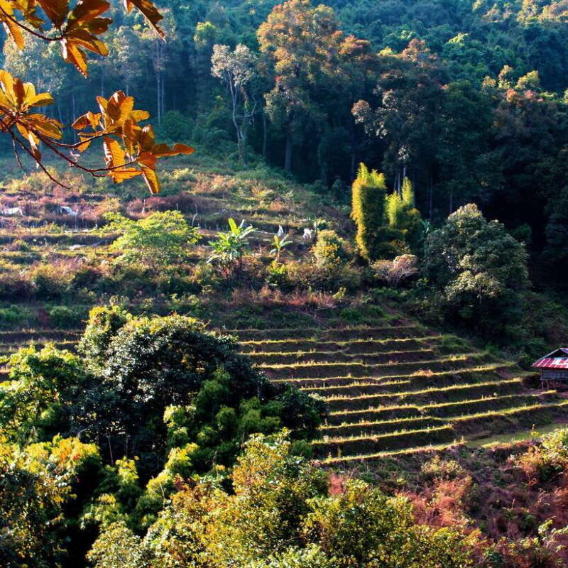 eco-friendly-doi-inthanon-pha-dok-siew-trekking-day-trip