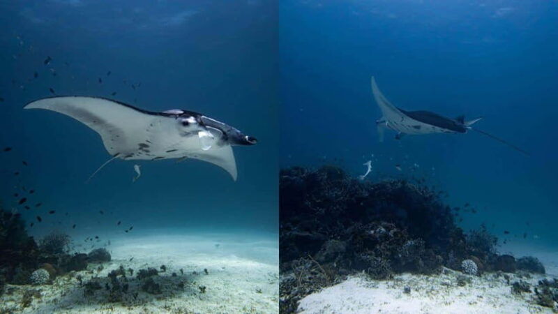 el-nido-manta-ray-diving-experience-in-sibaltan