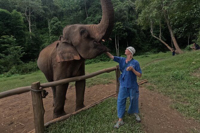Elephant care program at Chiangmai Elephant Care - Seamless Pickup and Transportation