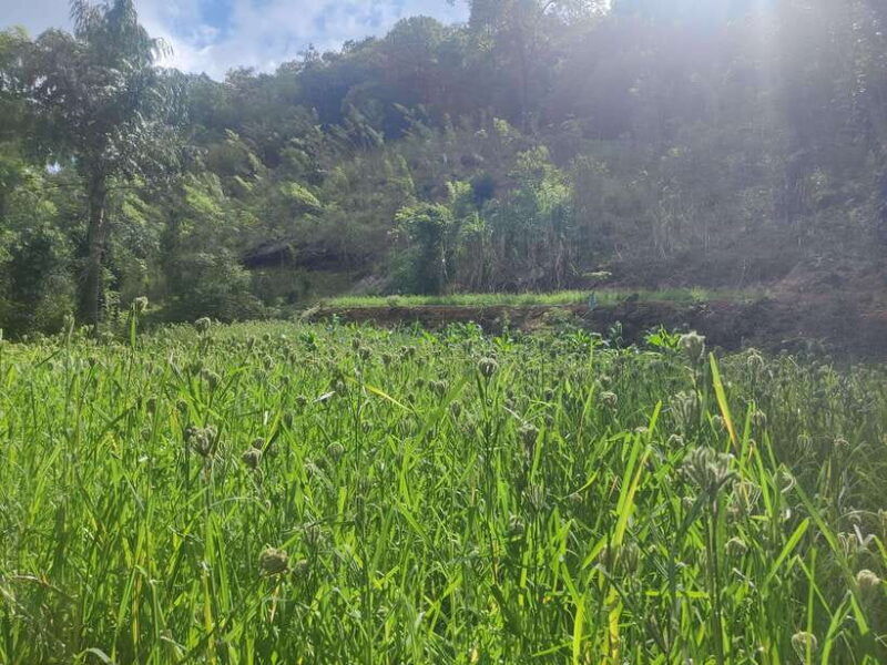 ella-guided-day-tour-with-tea-estate-visit