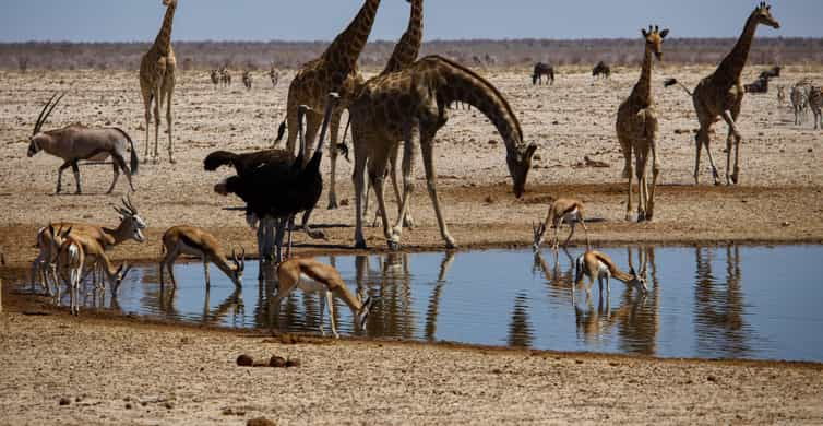 etosha-national-park-swakopmund-tour