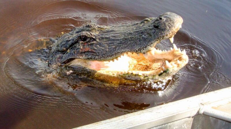 everglades-mangrove-maze-airboat-tour-and-boardwalk