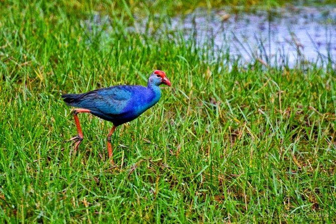 Exclusive : Muthurajawela Bird Watching Tour - Discovering Muthurajawela Marsh: What You Can Expect