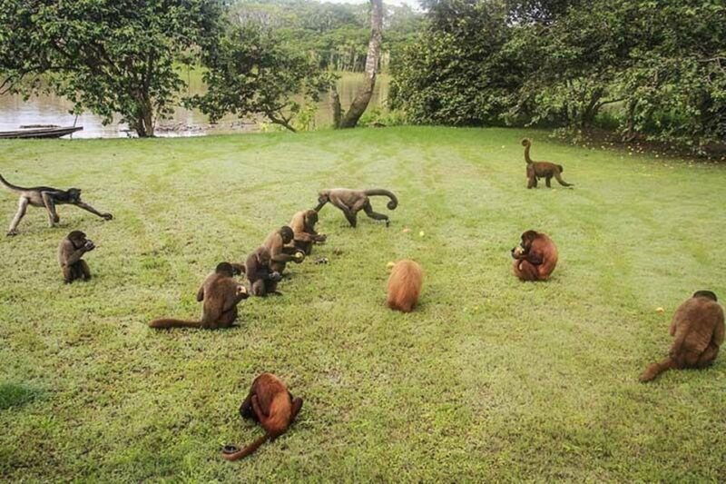 excursion-to-monkey-island