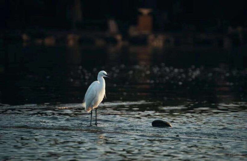 experience-ancient-west-lake-in-hangzhou