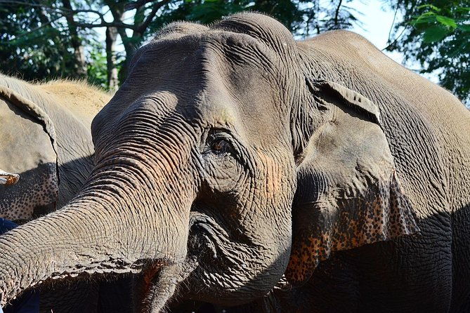 Experience Elephant Sanctuary + Sticky Waterfall - Who Will Love This Tour?