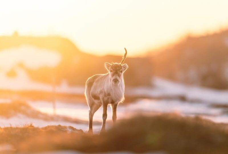 explore-the-norwegian-fjords-and-the-wildlife-from-abisko-2
