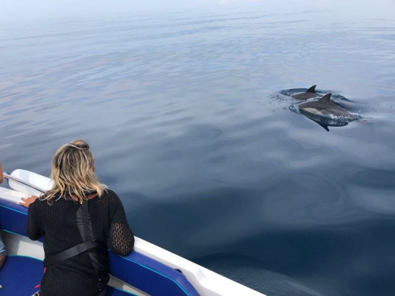 faro-dolphin-and-wildlife-watching-in-the-atlantic-ocean