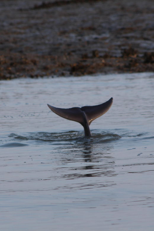 folly-beach-dolphin-viewing-boat-excursion