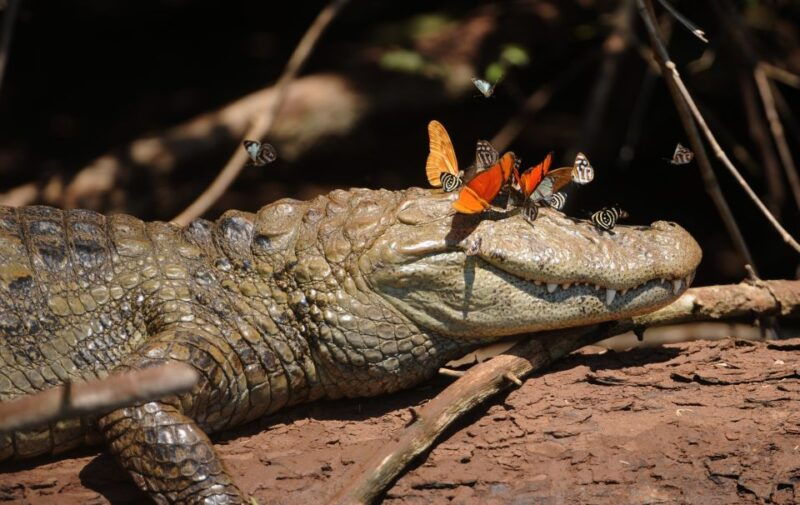 foz-do-iguacu-bird-park-experience