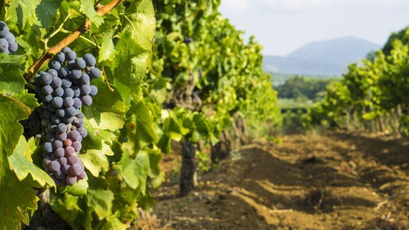 from-aix-en-provence-half-day-wine-tour