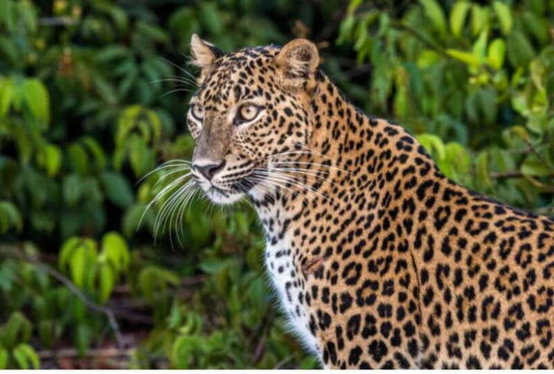 from-anuradhapura-all-inclusive-full-day-safari-at-wilpattu