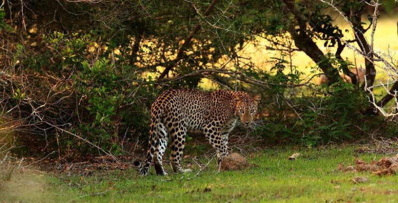 from-anuradhapura-full-day-wilpattus-wild-wonders-private