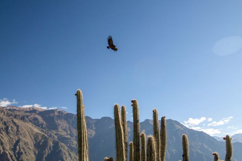 from-arequipa-colca-canyon-two-day-tour